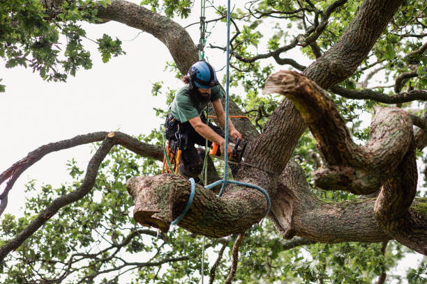 Best Tree Removal  in Malverne, NY