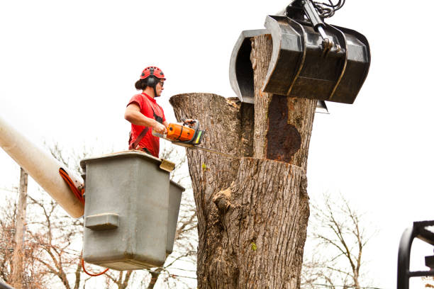 Best Leaf Removal  in Malverne, NY